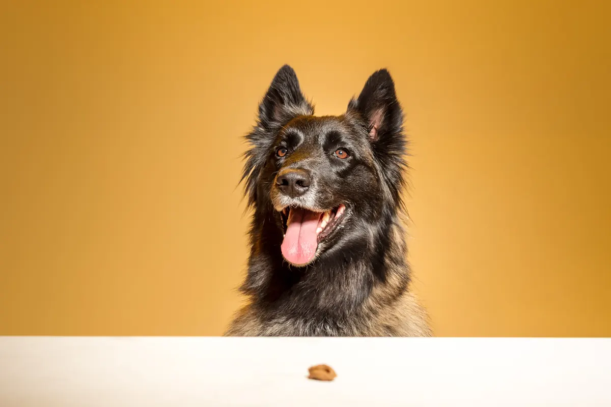 Portrait chien studio — Studio Deux-Quatre Guebwiller