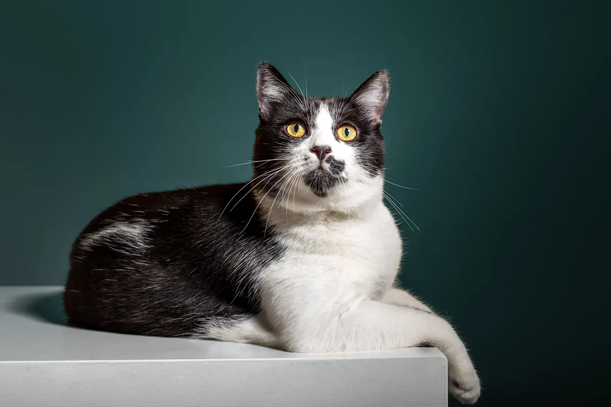 Séance photo animaux Haut-Rhin — Studio Deux-Quatre