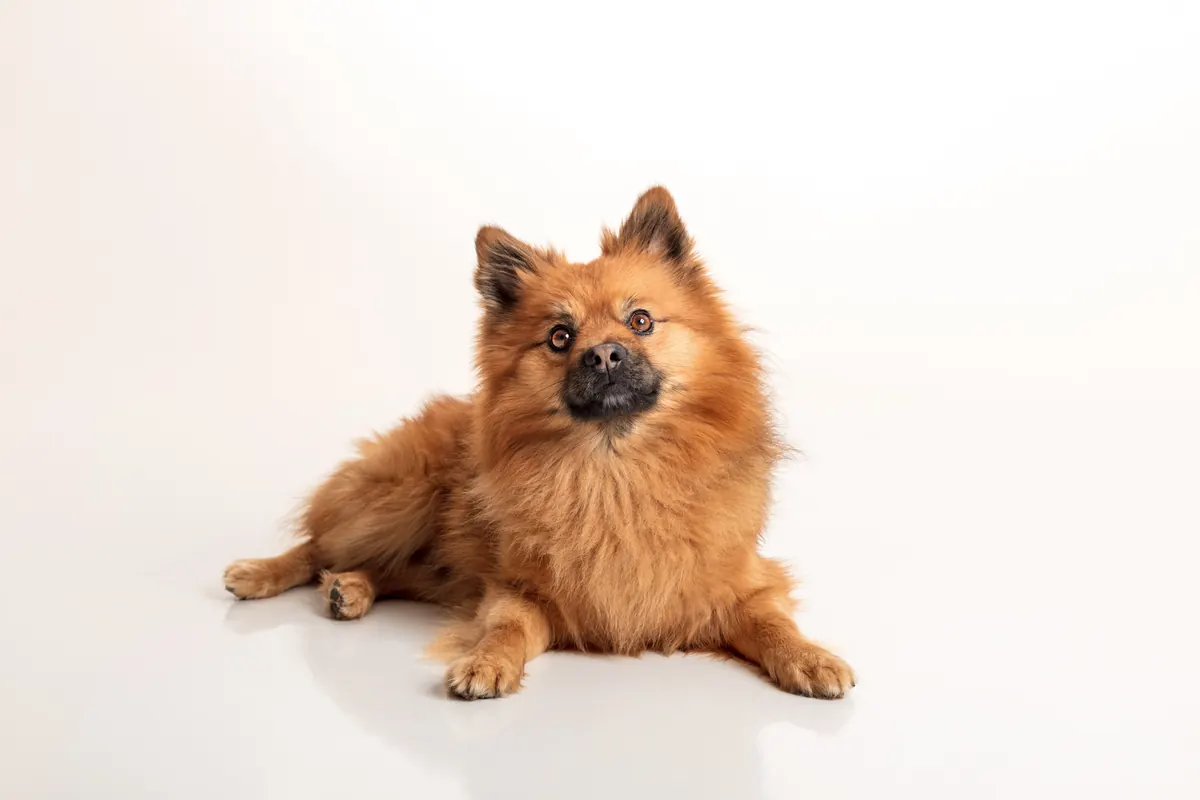 Portrait animalier Guebwiller — Studio Deux-Quatre