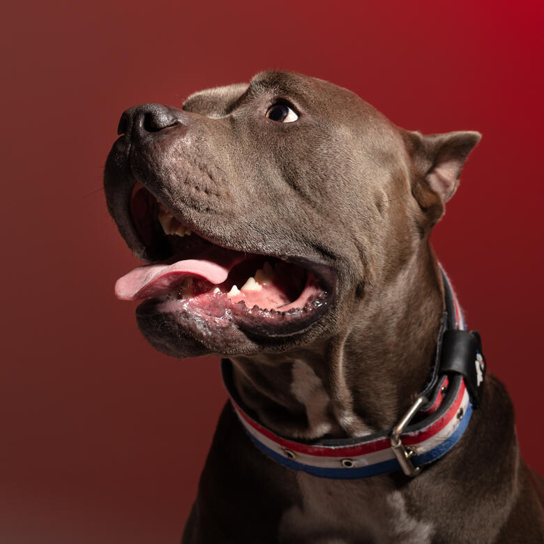 séance animal studio photo Guebwiller