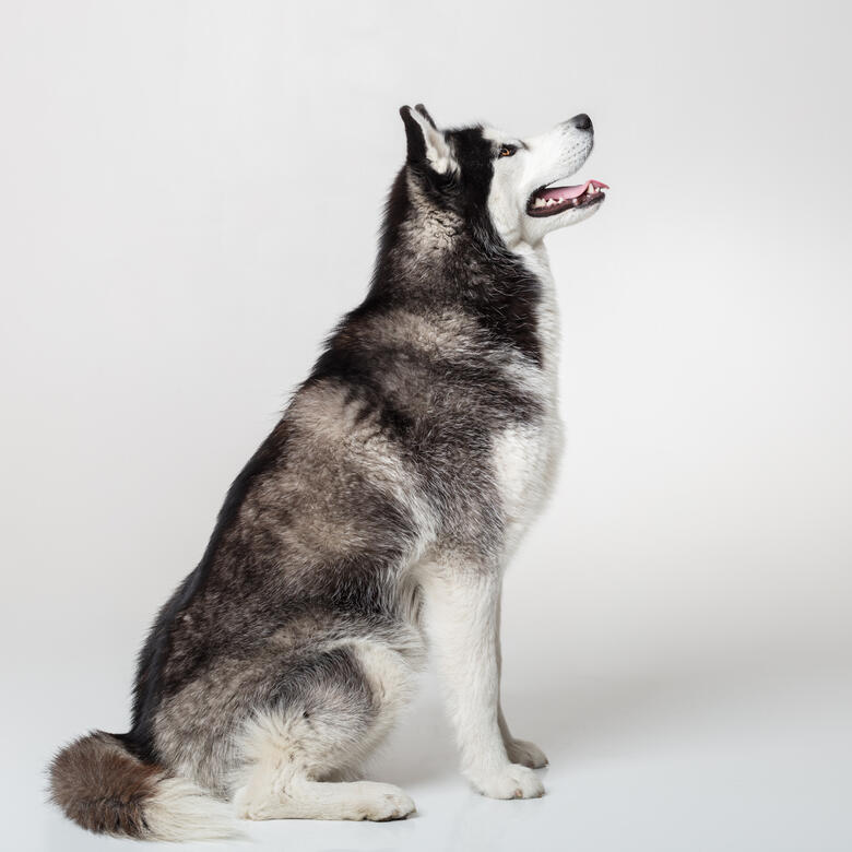 séance animal studio photo Guebwiller