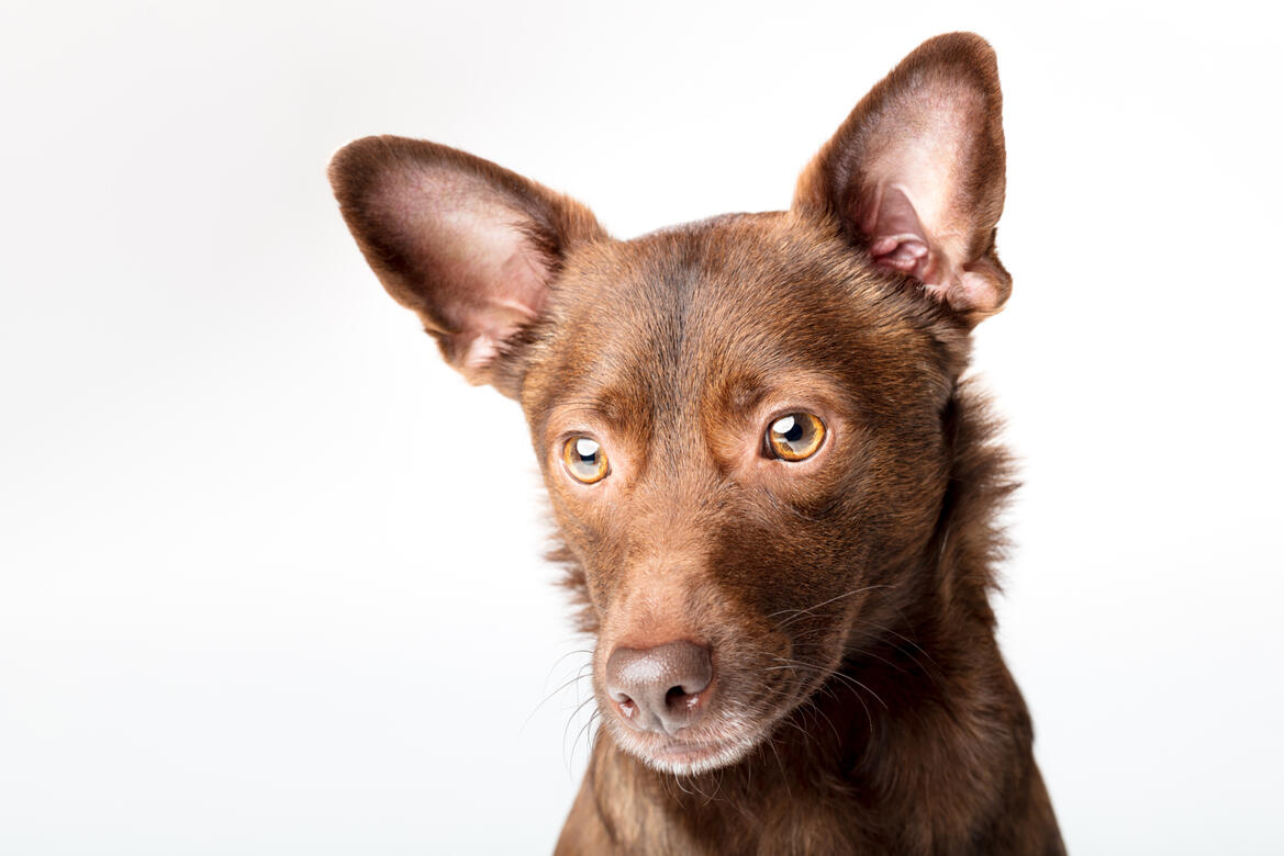 séance animal studio photo Guebwiller