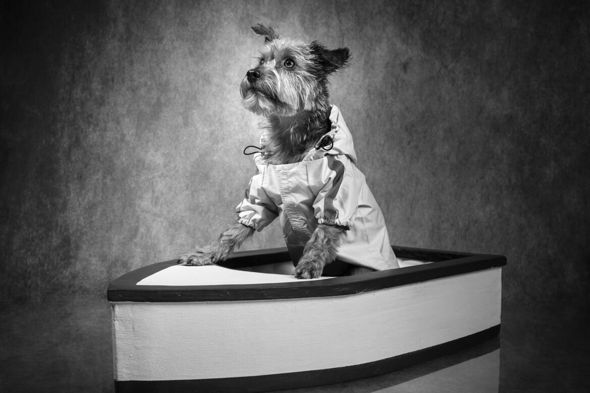 séance animal studio photo Guebwiller