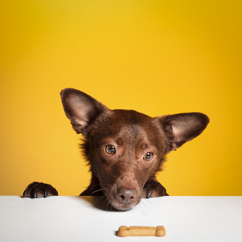 séance animal studio photo Guebwiller