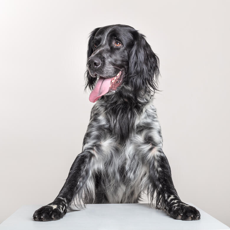 séance animal studio photo Guebwiller