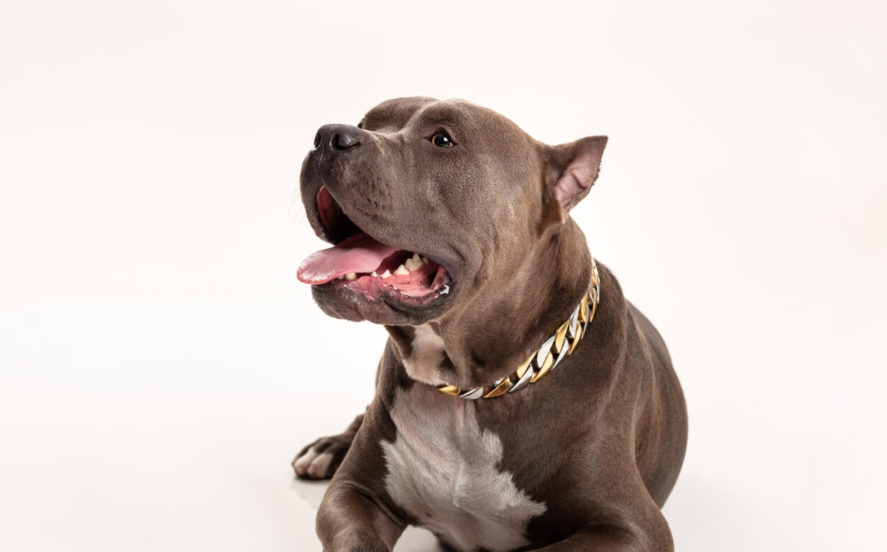 séance animal studio photo Guebwiller