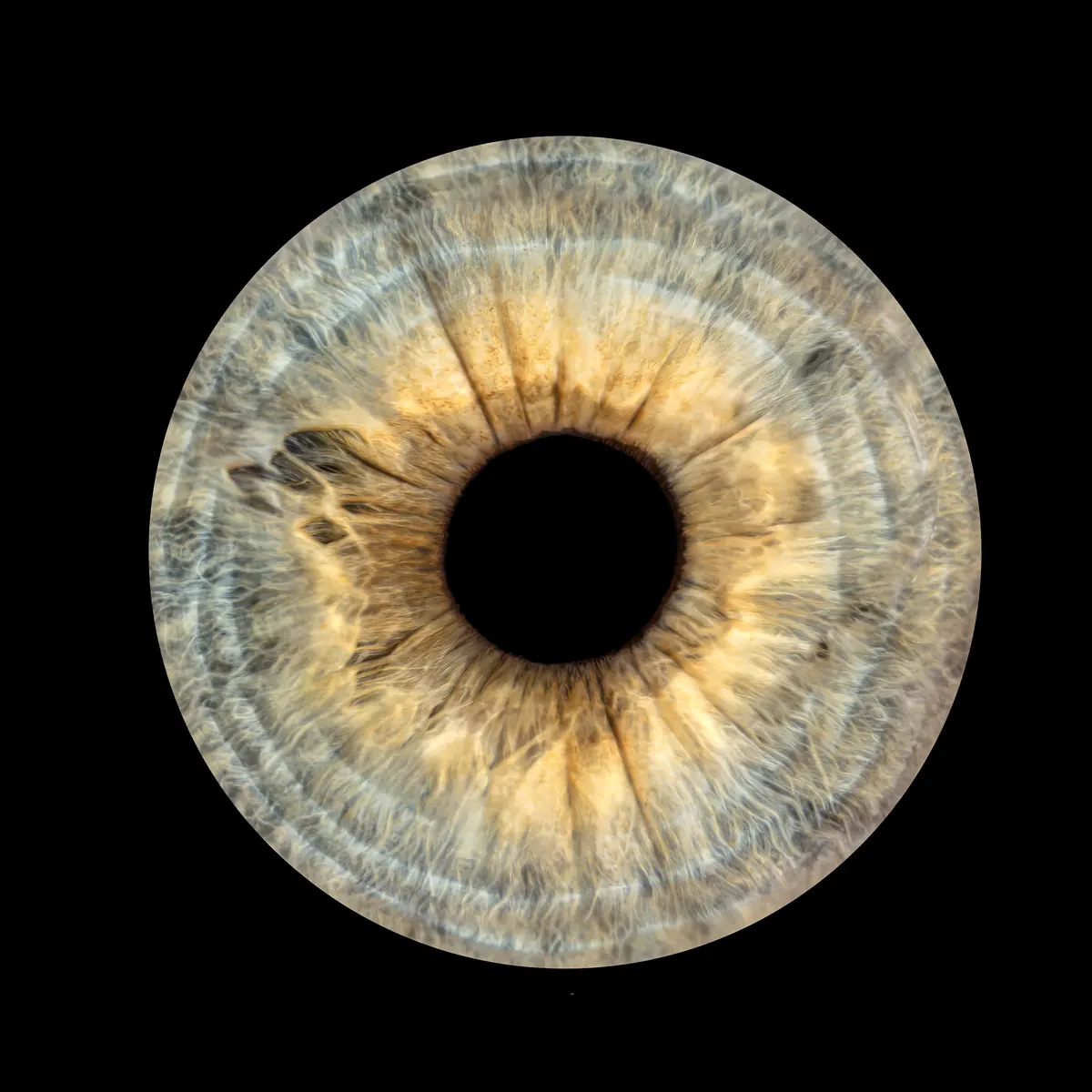 Photographie d'iris macro — Studio Deux-Quatre Guebwiller