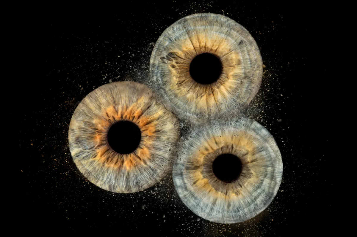 Photo iris macro — Studio Deux-Quatre Guebwiller